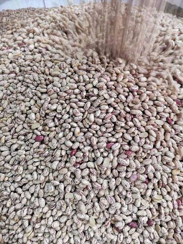 Organic Pinto Beans Sugar Beans / Kidney Beans / Red Kidney Beans