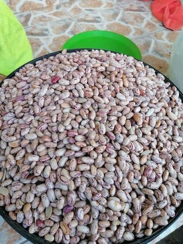 New Crop Light Speckled Kidney Beans.