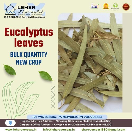 Eucalyptus Leaves Cut