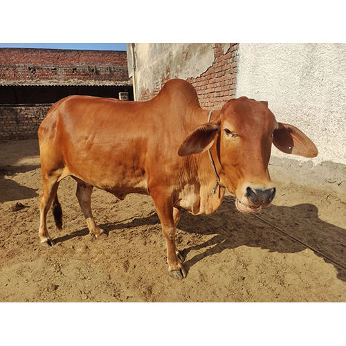 Brown Dairy Sahiwal Cow