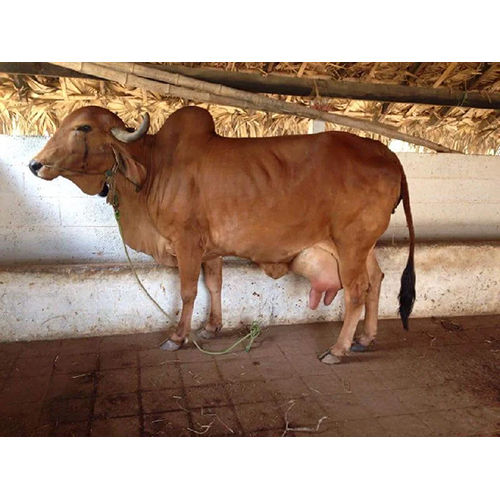 Brown Dairy Gir Cow