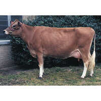 Dairy Jersey Cow - Color: Deep Light Brown