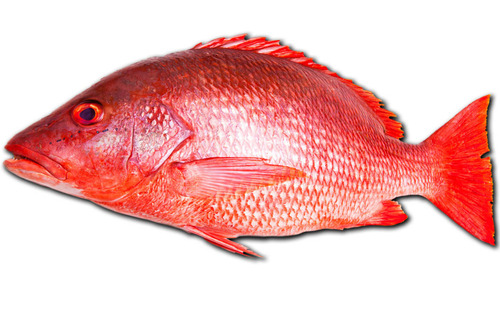 Frozen Red Snapper Fish Fillets Skin-On and Scale-Off and Boneless
