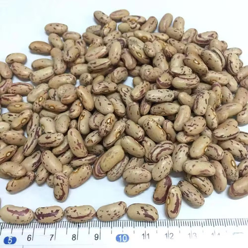 America Speckled Cranberry Bean - Round Shape, High in Protein, Rich Source of Dietary Fiber, Versatile for Culinary Applications