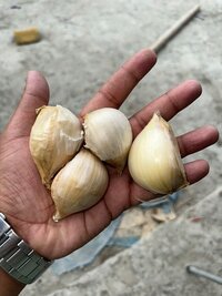 शुद्ध ताजा सफेद लहसुन