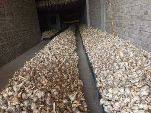 White Garlic and Red Garlic Available