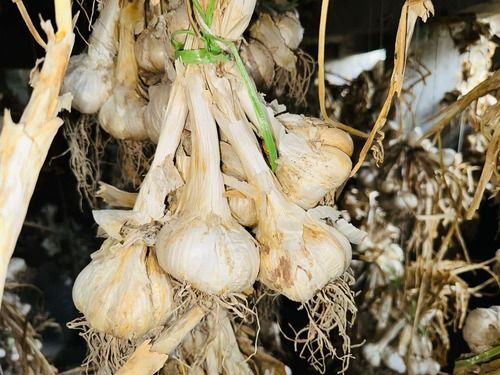 Fresh Garlic Cloves