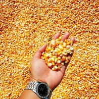 Dry Maize/Dried Yellow Corn/Dried Sweet Corn Best Price Competitive Price
