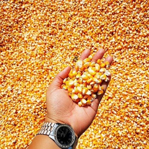 White and Yellow Corn/Maize GRADE