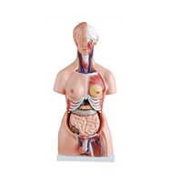 Natural 23 Parts Human Torso Unisex Models