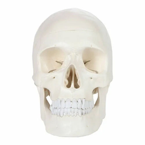 Natural Human Skull Model