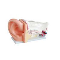 Natural Human Ear Models