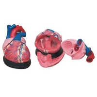 Jumbo Heart Model