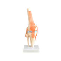 Knee Joint Model - 12x12x33 Cm | Natural Color, Standard Style For Medical College And Hospital Use