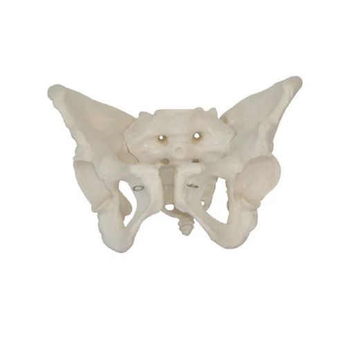 Natural Female Pelvis Model