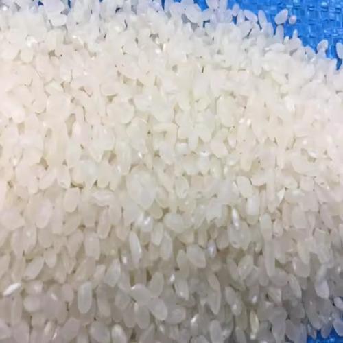 Japonica Rice