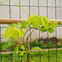 Crop Support Net - Polyethylene, 30-50 M Length, 1.5 M Width | Large Greenhouse Solution, Manual Monitoring System, Weather-resistant