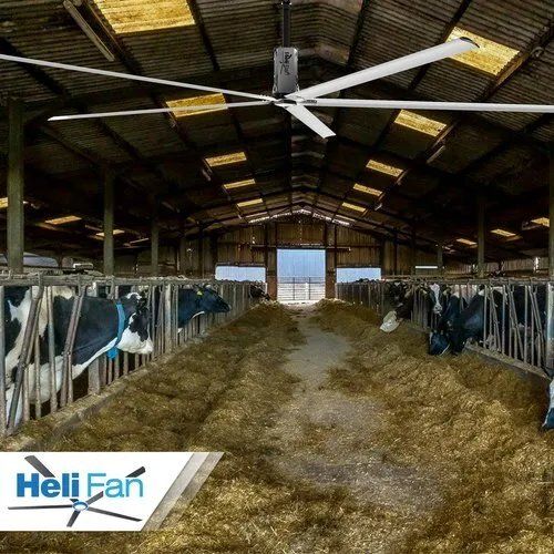 Gray Hvls Fans For Dairy Farm