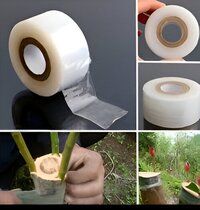 Mplus Grafting Tape 1 inch x 700 Meter for Nurcery and Garden