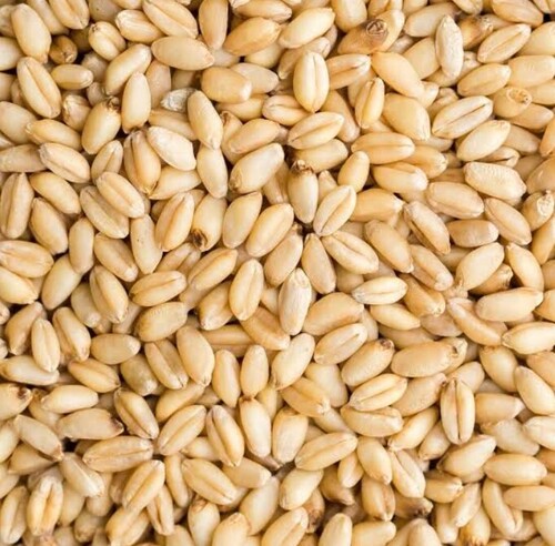 High Quality White and Red Sorghum /Wheat