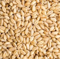 High Quality White And Red Sorghum /wheat