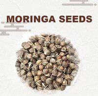 Premium Grade Moringa seeds