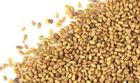 Alfalfa Hay Seeds