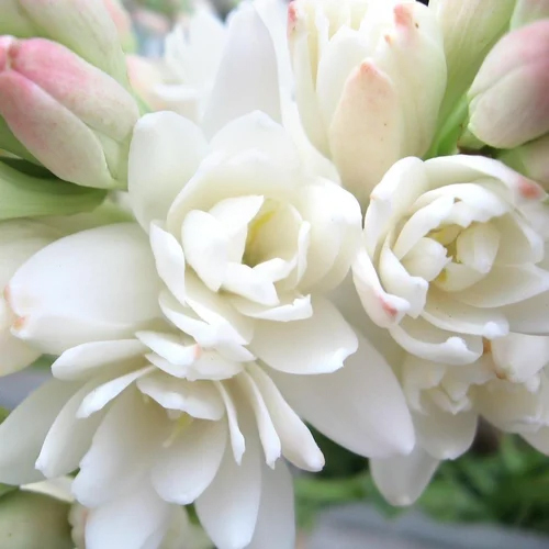 Natural Floral Extracts