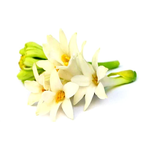 Dried And Fresh Natural Tuberose Flower