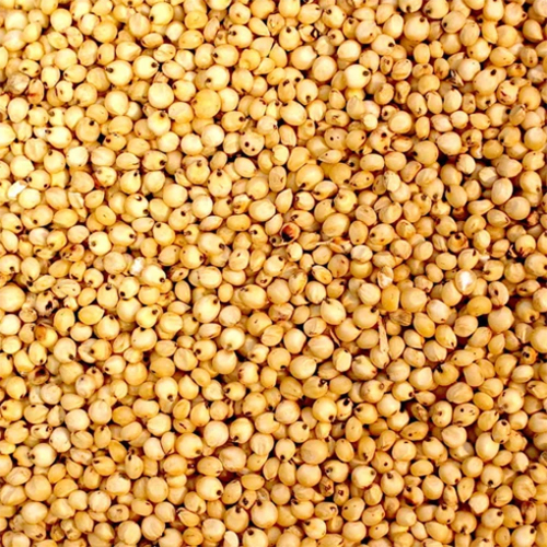 Premium Sorghum