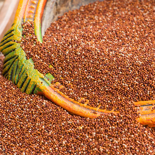 Export Premium Finger Millet