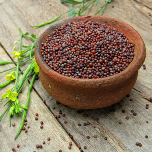 Mustard Seeds Grade: Food Grade