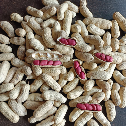 Common Fresh Groundnut
