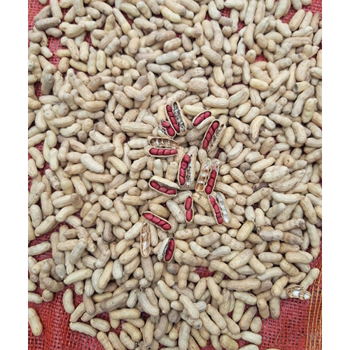 Common Natural Groundnut