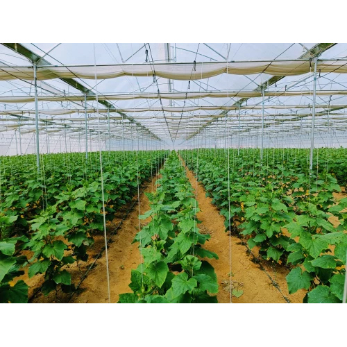 Dome Shape Agriculture Poly House