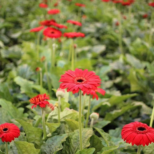 Gerbera Tissue Culture Plant - Color: Multicolor