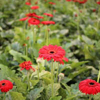 Gerbera Tissue Culture Plant - 15 Feet Height, Multicolor Blooms | Easy Care, Vibrant Stem Plant With 12-month Shelf Life, Well-drained Soil Preference