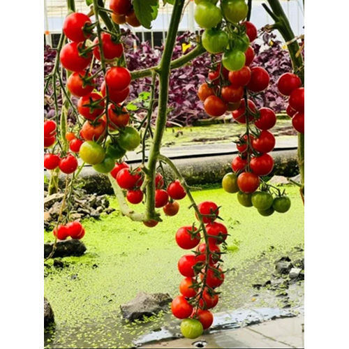 Rz-F1 72-197 Cherry Tomato - Color: Red