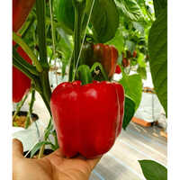 Inspiration Rz F1 Red Capsicum Seeds - Grade: Agriculture Grade