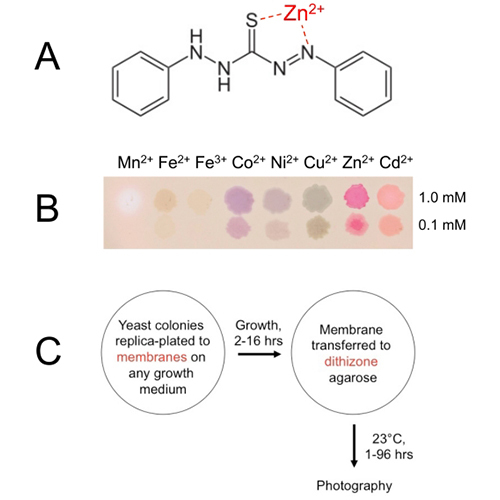 Dithizone Chemical