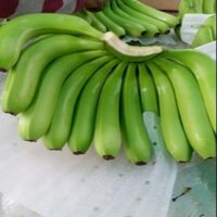 Fresh Banana G9 - Color: Green