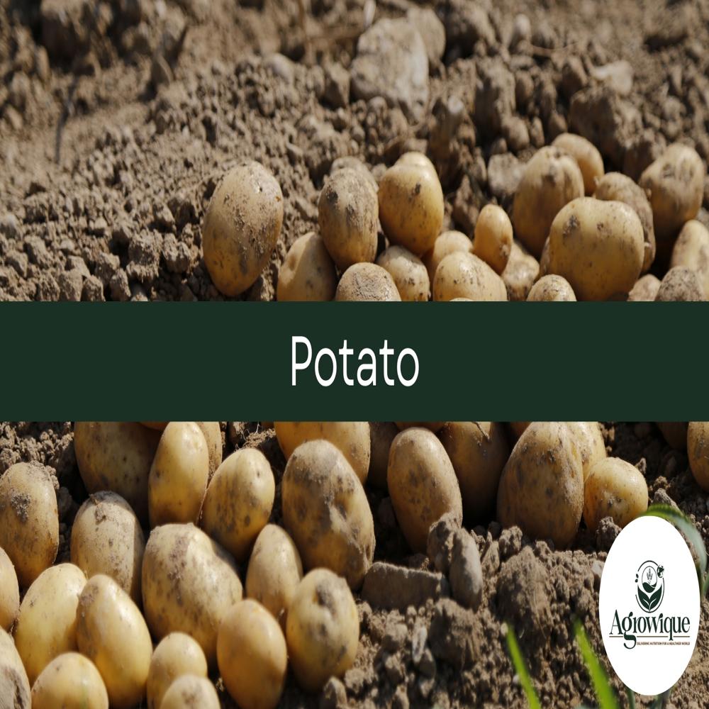 Fresh Potato