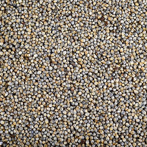 Pearl Millet(Bajra)