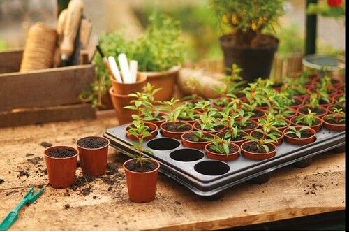 Seedling Nursery Tray 98 Cavities Gardening Germination Plastic Tray