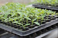 Seedling Nursery Tray 98 Cavities Gardening Germination Plastic Tray