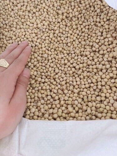 High Quality Non GMO Yellow Soybeans