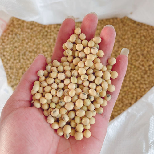 ORGANIC SOYBEANS