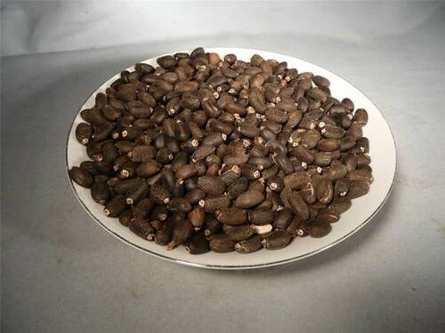 Wholesale Price Jatropha Seeds available