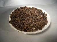 Wholesale Price Jatropha Seeds Available