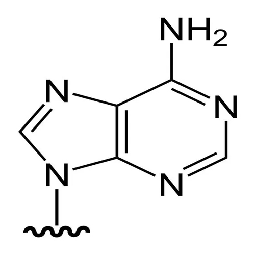 5 Adenine
